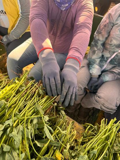 Sweet potato workers on a planting machine
