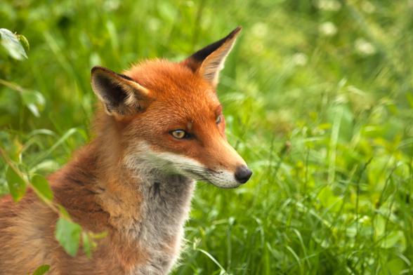 Picture of a Fox