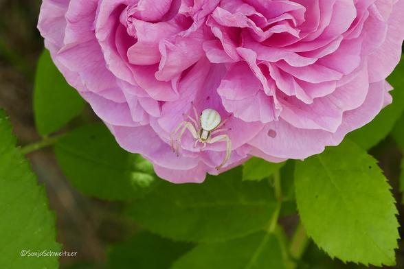 Krabbenspinne von oben, in einer rosanen Rosen Blüte.