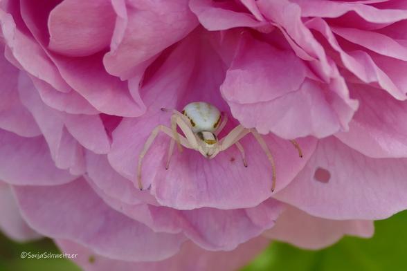 Krabbenspinne in einer rosanen Rose