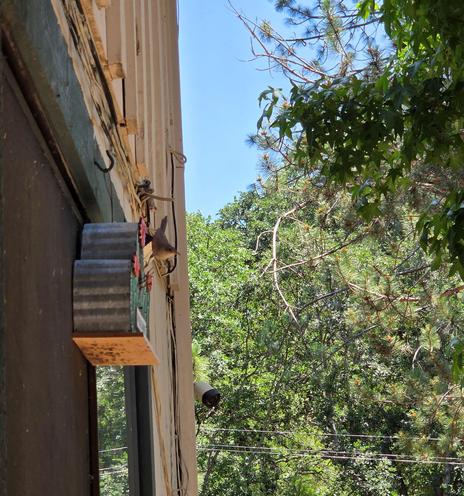 A parent bird perches on the top of a birdhouse that is affixed to the side of a house. The background is a mass of various kinds of trees.