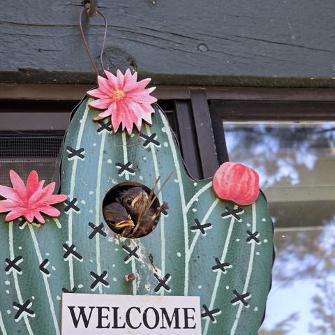 Close on the birdhouse that is shaped and painted like a cactus with three bright pink flowers and the word “welcome” at the bottom. There is a round hole in the center. Two baby birds with yellow mouths poke their heads out, along with some sticks that are part of the nesting material.