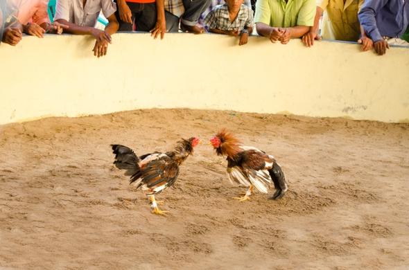Peleas de gallos