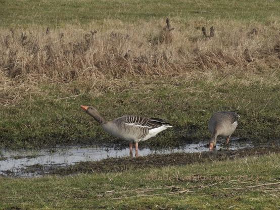 Twe grauwe ganzen in een weiland  bij een plas. De beide ganzen drinken, de linker heeft de kop omhoog, is aan het slikken en de rechter heeft de snavel in de plas.