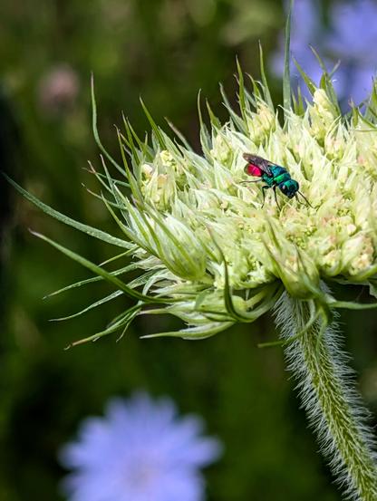 Die Gemeine Goldwespe (Chrysis ignita) mit metallisch schillerndem Panzer sitzt auf einer Wilden Möhre. Ihr Körper zeigt grün-blaue und rötlich-goldene Reflexe.
(Foto by Johann Seidl, Gartenpoet)