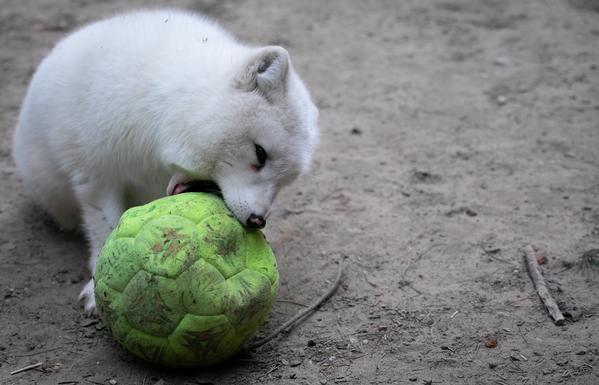 A illegally soft looking arctic fox about to chomp into a green football. Looks rather deflated, the football, not the fox.