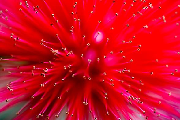 Extreme close-up of a vibrant red bottlebrush plant. The image shows numerous thin, elongated stamens radiating outward from the center, creating a spiky, firework-like appearance. The stamens are tipped with tiny golden anthers, contrasting against the deep red background.