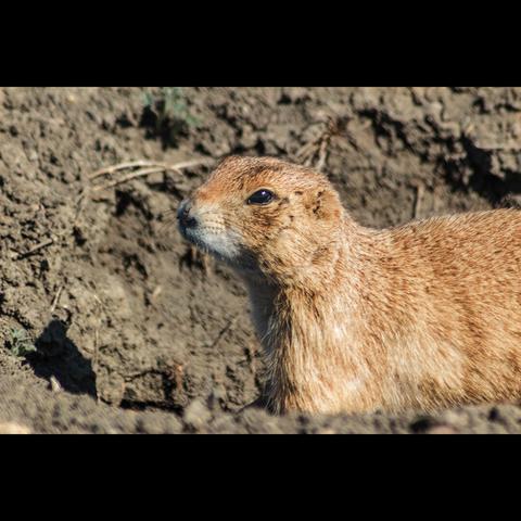 Photo of a prairie dog in the Grasslands national park, Saskatchewan , Canada