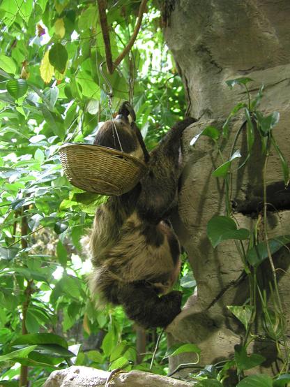 Sloth climping a tree