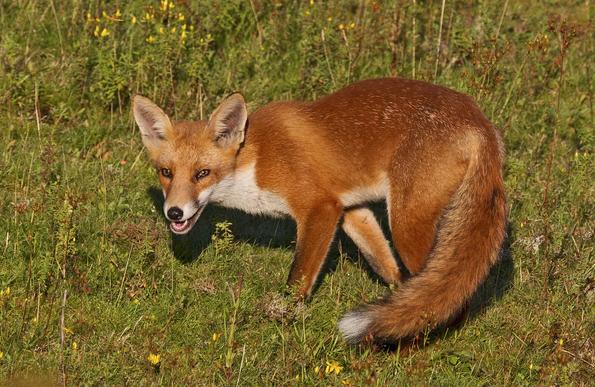 Picture of a Fox