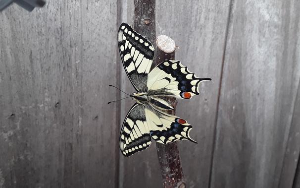 A swallowtail butterfly with black, yellow, blue, and red markings just emerged on a twig, with the wings fully open.