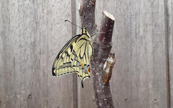 The same butterfly with closed wings, in side view, with the pupal casing from which it emerged visible on the right of the butterfly.