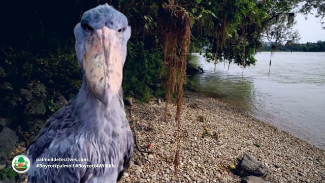 The #Shoebill is a magnificent and gentle big bird 🕊️🦤 with an unnerving stare 👀 There are only 8000 left alive in #DRC, #Uganda #Africa. Vulnerable from #palmoil #deforestation, #hunting and more. Fight for them! #Boycottpalmoil 🌴🚫 #Boycott4Wildlife https://palmoildetectives.com/2023/09/10/shoebill-balaeniceps-rex/?utm_source=mastodon&utm_medium=Palm+Oil+Detectives&utm_campaign=publer