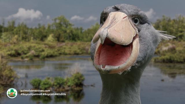 The #Shoebill is a magnificent and gentle big bird 🕊️🦤 with an unnerving stare 👀 There are only 8000 left alive in #DRC, #Uganda #Africa. Vulnerable from #palmoil #deforestation, #hunting and more. Fight for them! #Boycottpalmoil 🌴🚫 #Boycott4Wildlife https://palmoildetectives.com/2023/09/10/shoebill-balaeniceps-rex/?utm_source=mastodon&utm_medium=Palm+Oil+Detectives&utm_campaign=publer