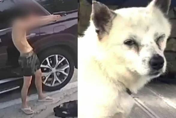 違法改造BB銃で犬4匹襲撃、1匹死亡…韓国・現役海兵隊員ら「悪質すぎる」動物虐待　写真枚　国際ニュース：AFPBB News