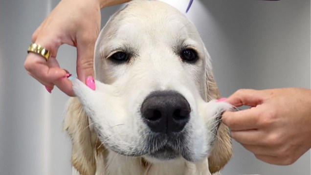 a pair of hands lifts up the floppy jowls of a white golden retriever.