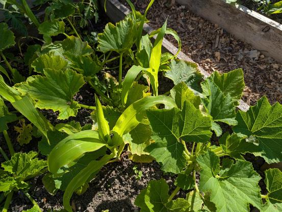 A close-up of young sweetcorn plants (about a foot high) growing amongst courgettes and gherkins.
