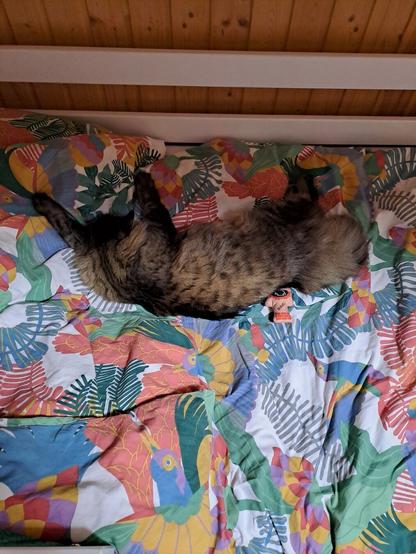 It's just my godmother's cat is sleeping in the crib.