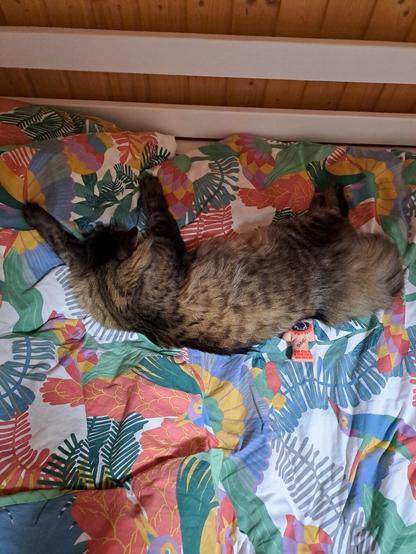 It's just my godmother's cat is sleeping in the crib.