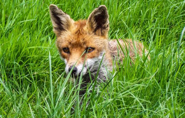Picture of a Fox