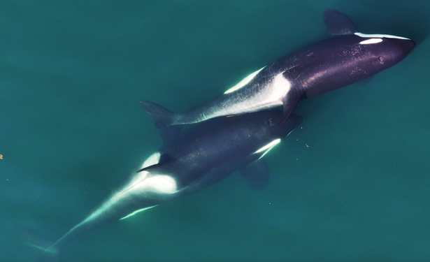 screen grab from drone footage of two whales swimming with sea weed between them. scientists believe they are grooming dead skin with kelp sea weed.