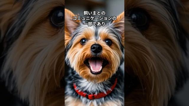 ヨークシャーテリアの面白い習慣５選　　 #ヨークシャーテリア ##犬のいる暮らし #動物動画 #犬 #dog