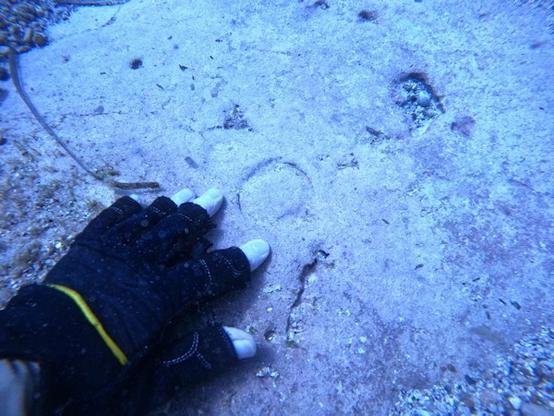 left hand wearing a fingerless glove flat on a patch of exposed underwater sandstone, shown for scale of ring-like depression about 6cm in diameter