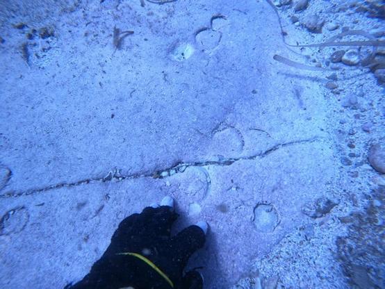 left hand wearing a fingerless glove flat on a patch of exposed underwater sandstone, shown for scale of several cup or ring-like depressions about 6cm in diameter
