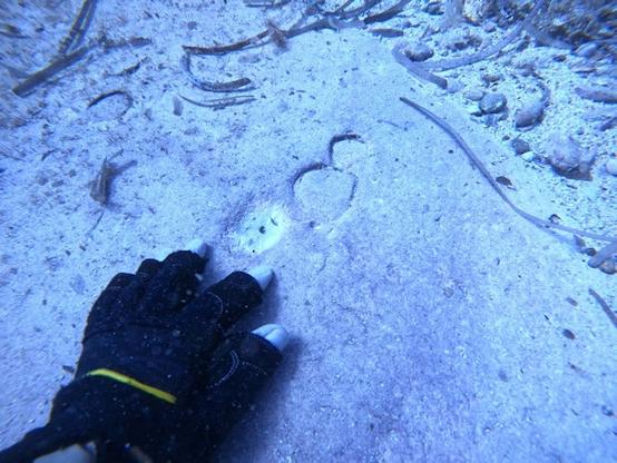 left hand wearing a fingerless glove flat on a patch of exposed underwater sandstone, shown for scale of some cup or ring-like depressions about 6cm in diameter