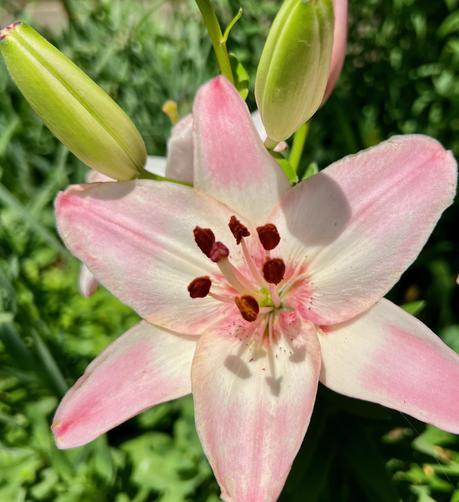 A closeup of a pink lily in full bloom.