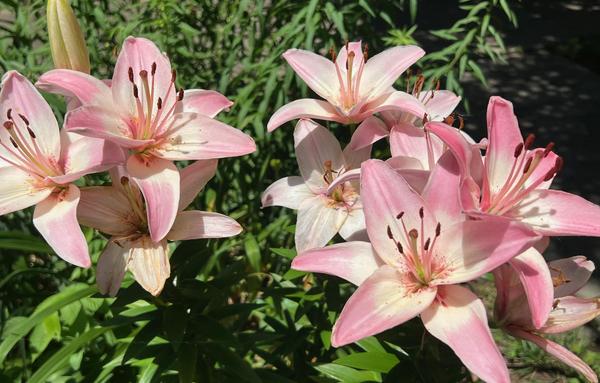 A group of 9 to 10 pink lilies and buds.