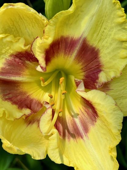 A closeup of a yellow daylily with a circle of red toward the center.