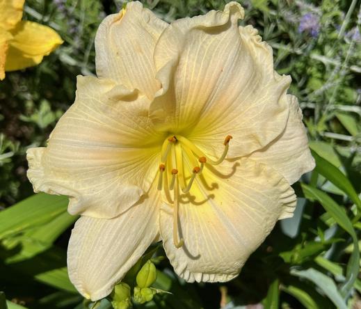 A closeup of a pale yellow daylily.