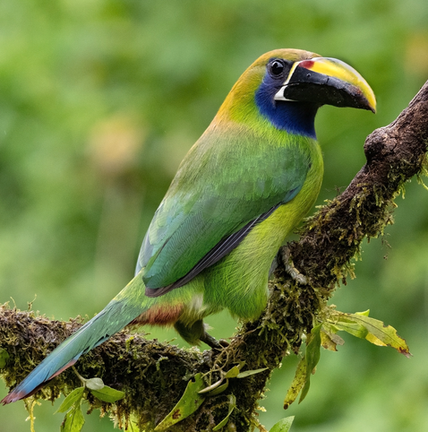 The Blue-throated Toucanet, Aulacorhynchus caeruleogularis, is a medium-sized bird about 30 to 37 centimeters long, with a robust, curved bill that is mostly black with a yellow stripe and a white patch at its base. Its body is mainly green, but its throat and lower face are a striking deep blue. The tail has chestnut tips, and both sexes look similar, though females are slightly smaller