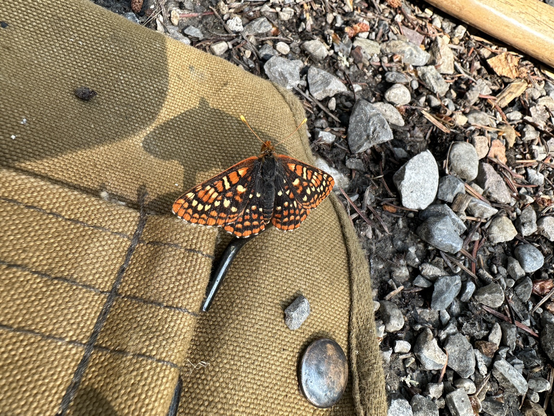 A closeup colour photograph of a small, orange and black butterfly (or moth).  He has landed on a tan coloured, canvas axe-head cover.  In the background are small stones of the gravel on the ground and you can just catch sight of a bit of the axe handle (axe is not in the cover).  This beautiful little guy was not shy and just wanted to sun himself.  He is casting a sharp shadow in the sunlight. He has lovely yellow spots at the tips of his antennae.  photo taken June 2025.