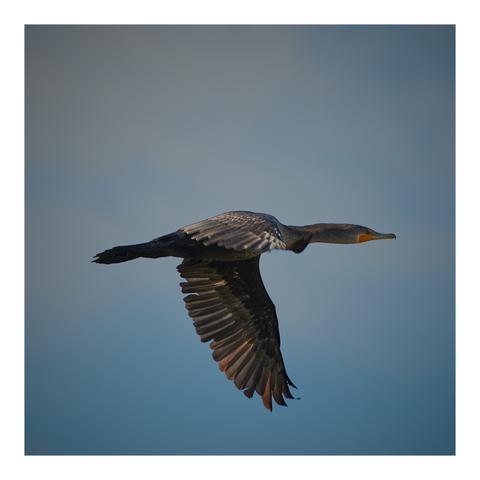 A bird in mid-flight with outstretched wings against a soft, blurred blue sky background. The bird appears to have a long neck and a sleek body, likely a waterbird species.