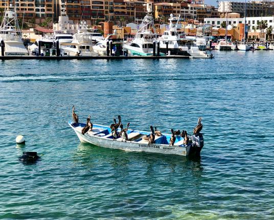 Seabirds on a boat in the cabo san lucas marina