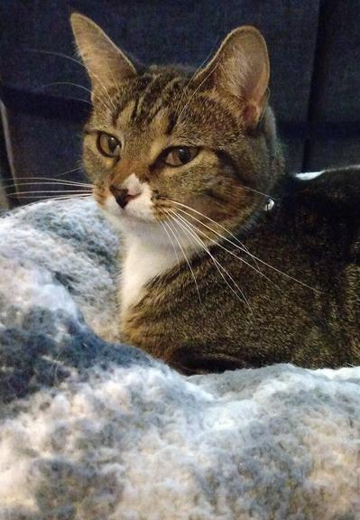 Our tabby cat with white markings, named Pax, is lying with her head erect in her nest of grey and white blankets on top of a cat tower.  Her amber-colored eyes are getting sleepy.  Her legs are tucked under her body like a loaf.