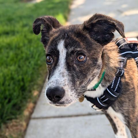 Concerned expression on a small brindle brown and white puppy. He has pointy ears and light brown eyes. The white fur on his nose and chest has faint dark spots.