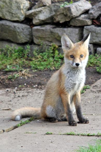 Picture of a Fox