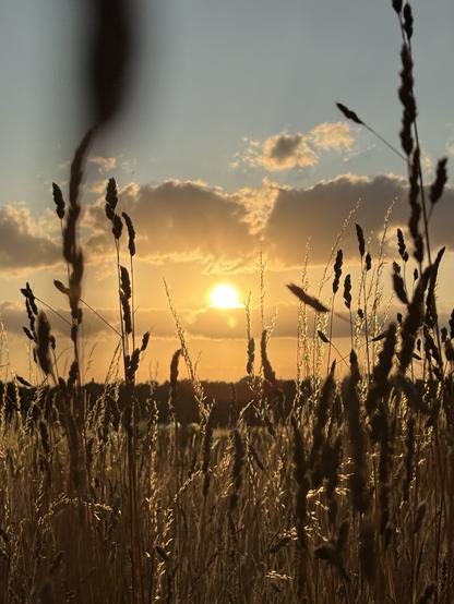 Im Vordergrund zeigen sich viele Ähren in einem Kornfeld. Im Hintergrund am Horizont sind die Silhouetten von Bäumen sichtbar. Vor ihnen wird etwas unter einer Plane gelagert. Darüber zeigt sich der verschleiert Himmel kräftig golden beschienen bis zur Mitte des Bildes von der mittig, als goldener Ball gleißenden Sonne. Über den darüber schwebenden weißen Wolken, zeigt sich der noch helle zart blaue Himmel. Im Vordergrund stehen Ähren und Gräser, die vermeintlich in den Himmel ragen. Wo die Sonne aufs Getreide scheint, schimmert es golden auf.