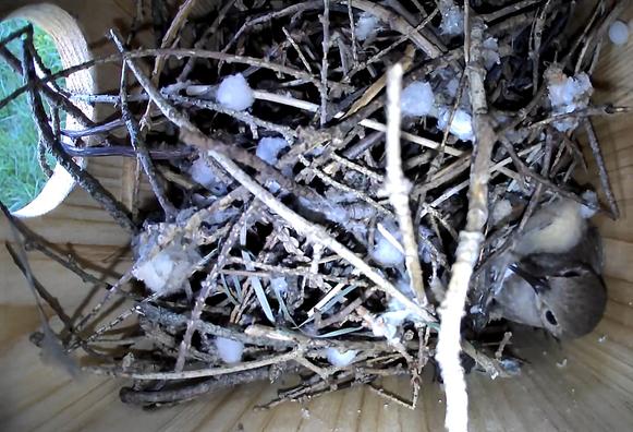 A house wren in the lower right corner of a twig and stick filled bird nest box equipped with a camera.