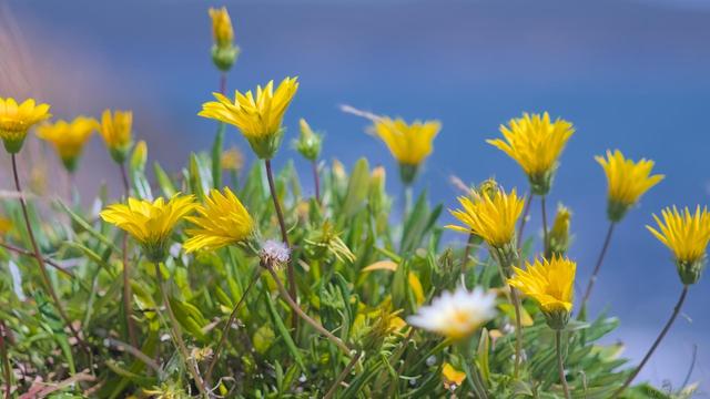 Yellow gazania's in close up, blurry blue sea behind.  Wind is gently blowing the flower heads to the left, bright overhead sun lighting up the petals and giving the green parts a verdant glow.