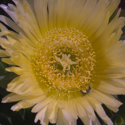 A close up of the centre of a Pig Face flower, it's fine, soft yellow and white petals reaching out to the edges of the frame, the centre full of pollen-laden stamens.  A small native bee is busy collecting pollen inside the lower rim, it's rear legs coated.