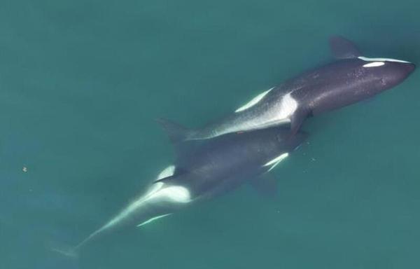 Watch These Killer Whales Use Kelp as a Grooming Tool – A Surprising Find for Researchers