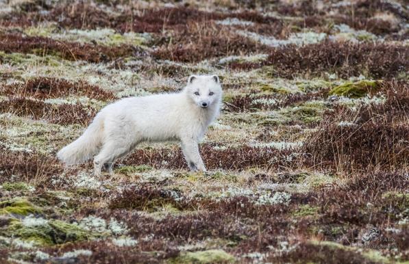 Picture of a Fox