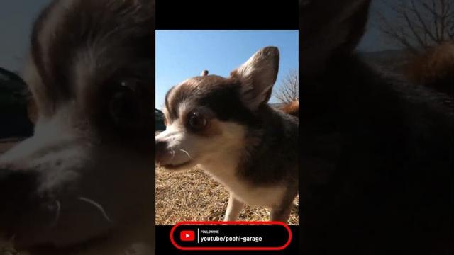 スムースコートチワワ チワワ5匹、4年前のまかいの牧場ドッグラン #Shorts #dog