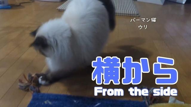 バーマン猫ガブとウリ【横から】From the side（バーマン猫）Birman/Cat