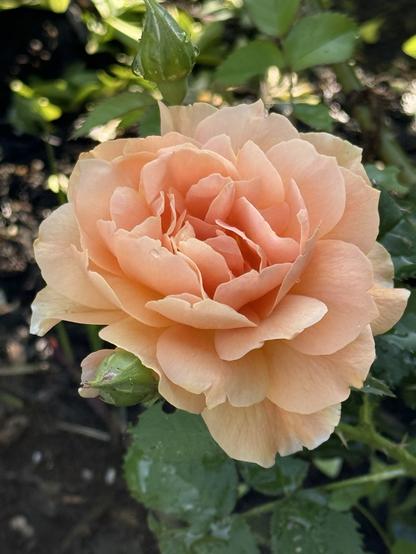 Rose from our garden this season