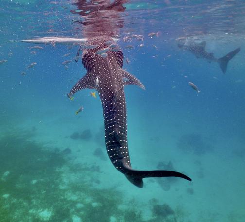 whale shark